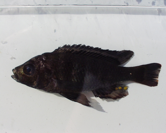 Uganda freshwater biodiversity portal.